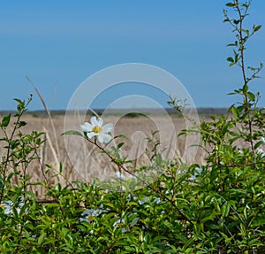 Magnolia Shrub in Savannah National Wildlife Refuge. Hardeeville, Jasper County, South Carolina USA