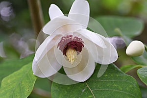 Magnolia sieboldii subsp blossoms.