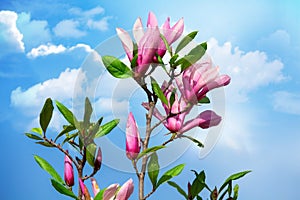 Magnolia and sky