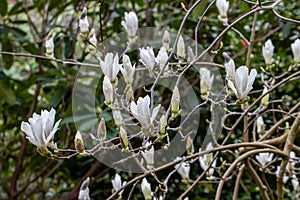 Magnolia soulangeana Alba