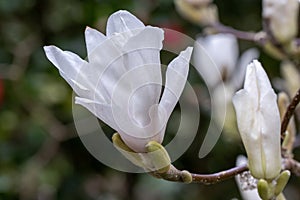 Magnolia soulangeana Alba