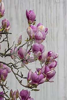 Magnolia soulangeana also called saucer magnolia flowering springtime tree with beautiful pink flowers on branches in bloom