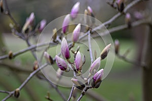 Magnolia soulangeana also called saucer magnolia flowering springtime tree with beautiful pink white flower on branches in bloom