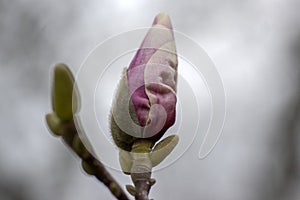 Magnolia soulangeana also called saucer magnolia flowering springtime tree with beautiful pink white flower on branches in bloom