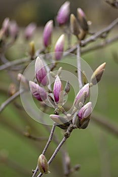 Magnolia soulangeana also called saucer magnolia flowering springtime tree with beautiful pink white flower on branches in bloom