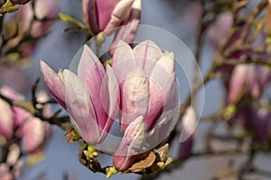 Magnolia soulangeana also called saucer magnolia flowering springtime tree with beautiful pink white flower on branches in bloom