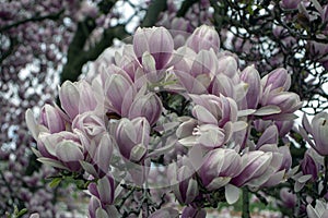 Magnolia soulangeana also called saucer magnolia flowering springtime tree with beautiful pink white flower on branches in bloom