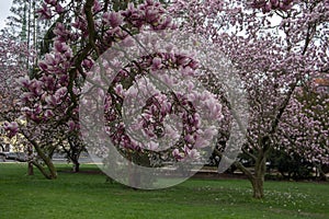 Magnolia soulangeana also called saucer magnolia flowering springtime tree with beautiful pink white flower on branches in bloom