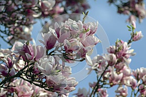 Magnolia soulangeana also called saucer magnolia flowering springtime tree with beautiful pink white flower on branches in bloom