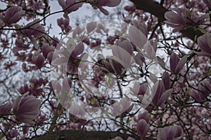 Magnolia soulangeana also called saucer magnolia flowering springtime tree with beautiful pink white flower on branches in bloom