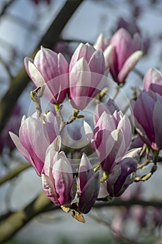 Magnolia soulangeana also called saucer magnolia flowering springtime tree with beautiful pink white flower on branches in bloom