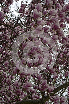 Magnolia soulangeana also called saucer magnolia flowering springtime tree with beautiful pink white flower on branches in bloom