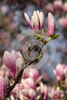 Magnolia soulangeana also called saucer magnolia flowering springtime tree with beautiful pink white flower on branches in bloom