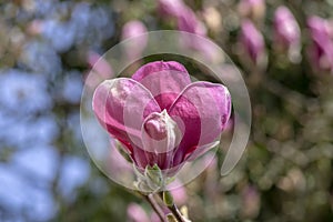 Magnolia soulangeana also called saucer magnolia flowering springtime tree with beautiful pink white flowers in bloom