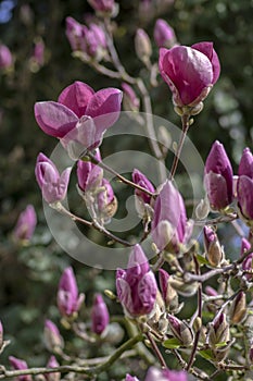 Magnolia soulangeana also called saucer magnolia flowering springtime tree with beautiful pink white flowers in bloom
