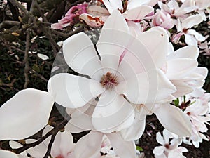 Magnolia Soulangeana in bloom