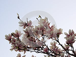 Magnolia Soulangeana in bloom