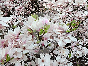 Magnolia Soulangeana in bloom