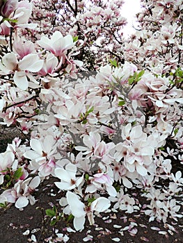 Magnolia Soulangeana in bloom