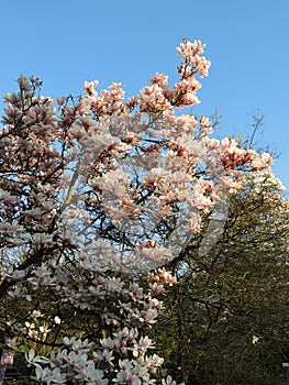 Magnolia Soulangeana in bloom