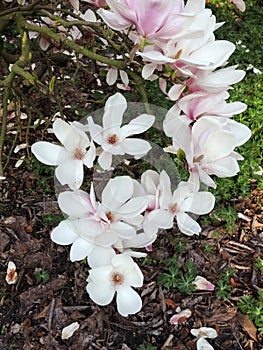 Magnolia Soulangeana in bloom