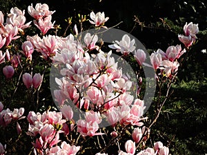 Magnolia Soulangeana in bloom