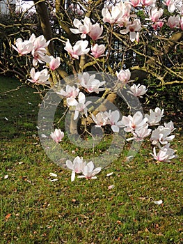 Magnolia Soulangeana in bloom