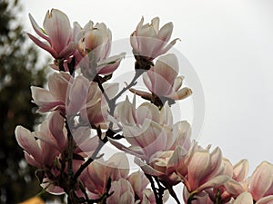 Magnolia Soulangeana in bloom