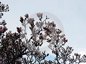 Magnolia Soulangeana in bloom.