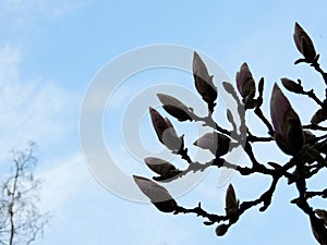 Magnolia Soulangeana in bloom