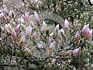 Magnolia Soulangeana in bloom