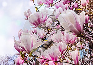 Magnolia Soulangeana Blooming Tree Branch in Springtime Easter for Background