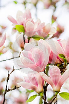 Magnolia soulangeana blossoming, spring time