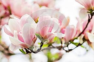 Magnolia soulangeana blossoming, spring time