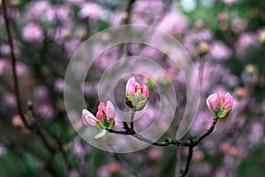 Magnolia soulangeana flower. pink flower Magnolia bloom on Magnolia tree. flower of magnolia, flowering tree in the