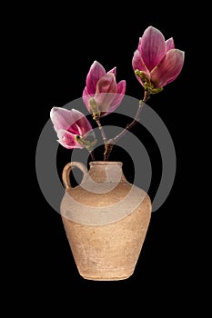 Magnolia soulangeana flower in a vase isolated on black background