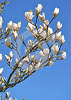Magnolia soulangeana flowers on a blue background