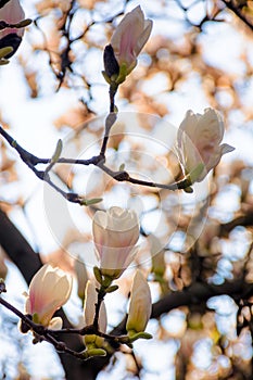 magnolia soulangeana in full blossom