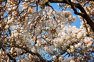 magnolia soulangeana in full blossom in morning light