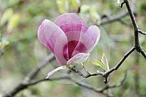 Magnolia soulangeana is a hybrid plant in the genus Magnolia and family Magnoliaceae. Magnolia flowers, blurred