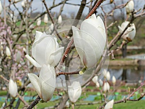 Magnolia soulangeana Lennei Alba blooming in Poland