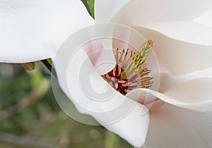 Magnolia x Soulangeana Lennei, close-up of pinkish white inflorescence