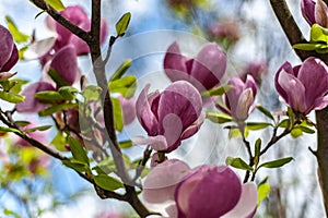 Magnolia Soulangeana `Lombardy Rose` on blurry blue sky background