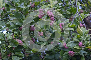 Magnolia soulangeana magic orange pink autumnal capsule with seeds on branches