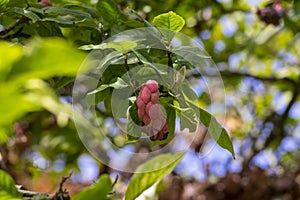 Magnolia soulangeana magic orange pink autumnal capsule with seeds on branches