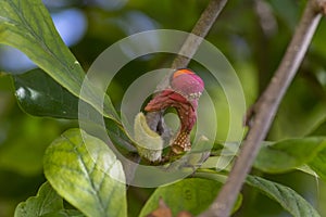 Magnolia soulangeana magic orange pink autumnal capsule with seeds on branches