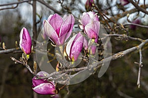 Magnolia x soulangeana `Rustica Rubra`