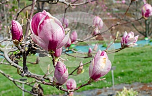 Magnolia soulangeana Rustica Rubra, magnolia Soulanga