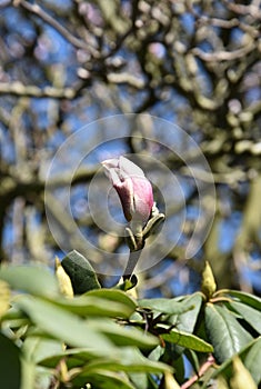 Magnolia soulangeana saucer magnolia