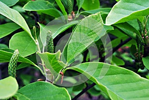 Magnolia soulangeana saucer magnolia green fruits, close up detail, soft green blurry leaves